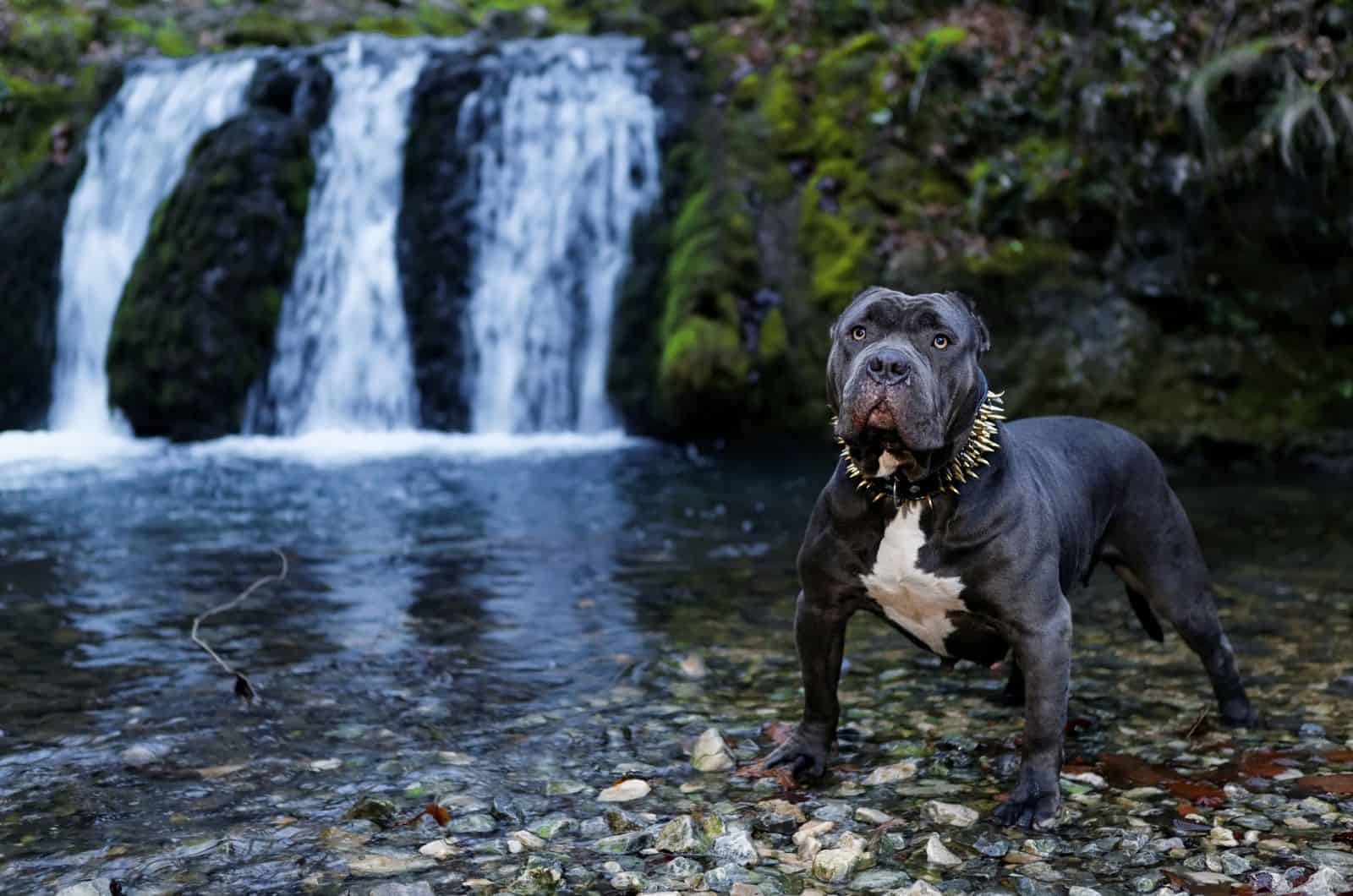 big black Bully in nature