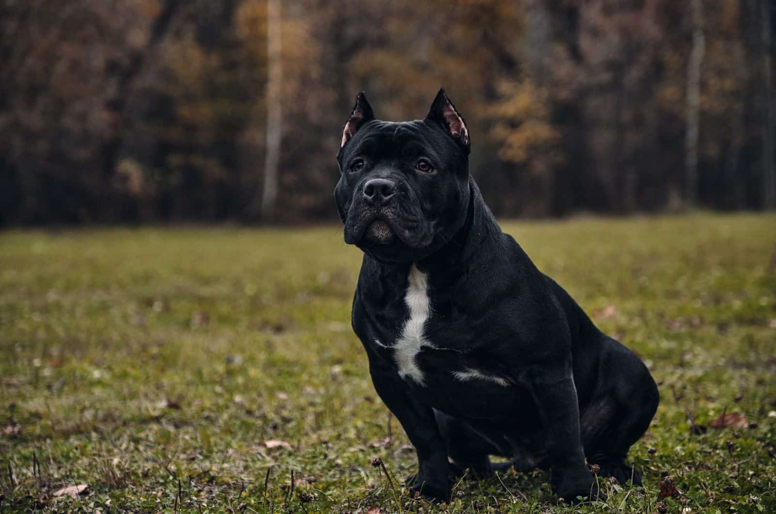 big black Bully sitting on grass