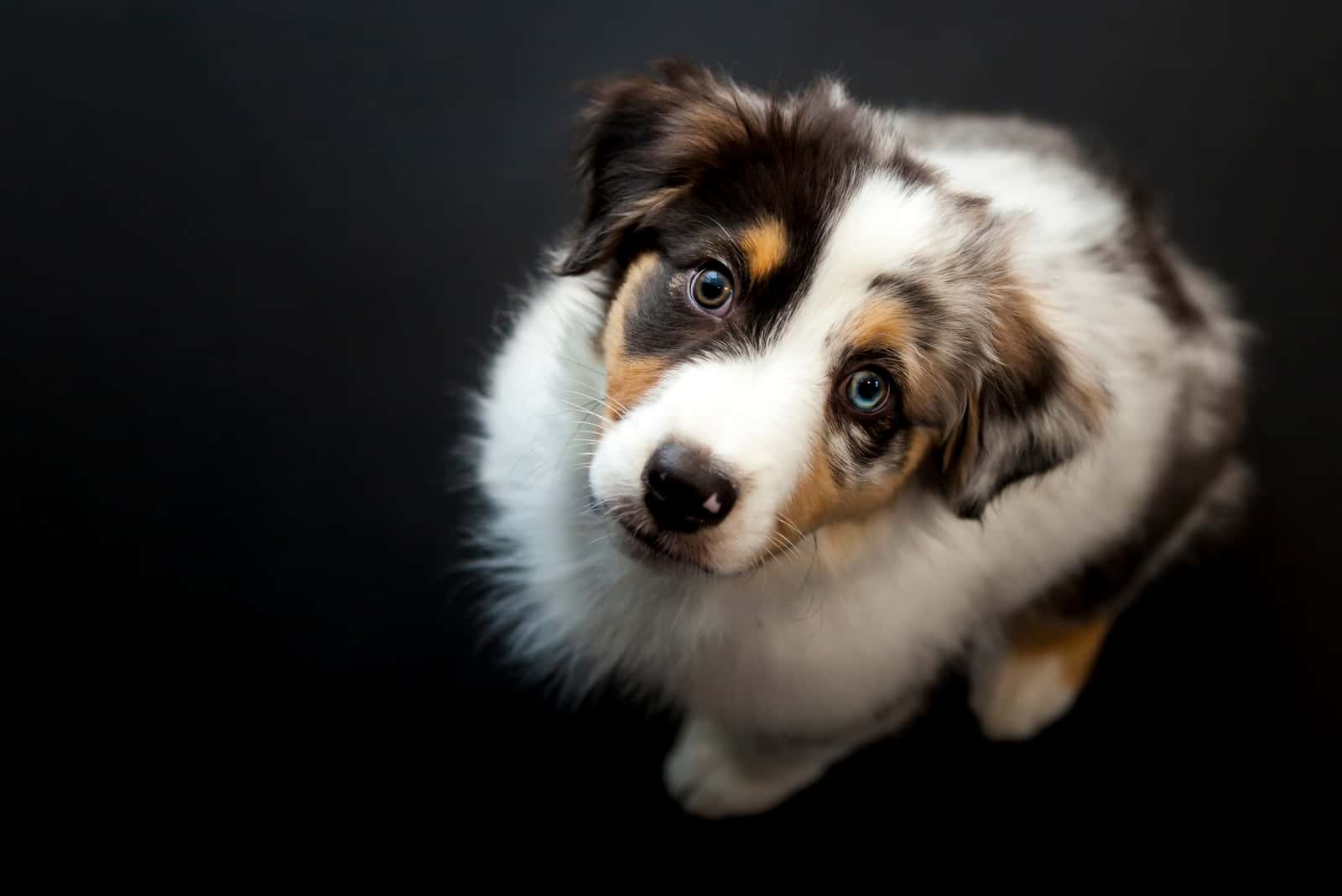 black Australian Shepherd looking up at camera