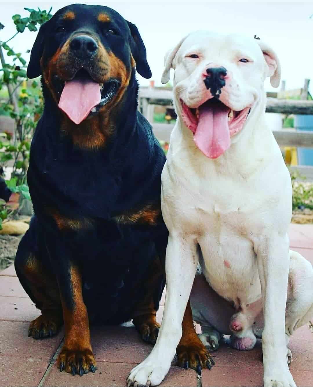 black and white Rottweilers