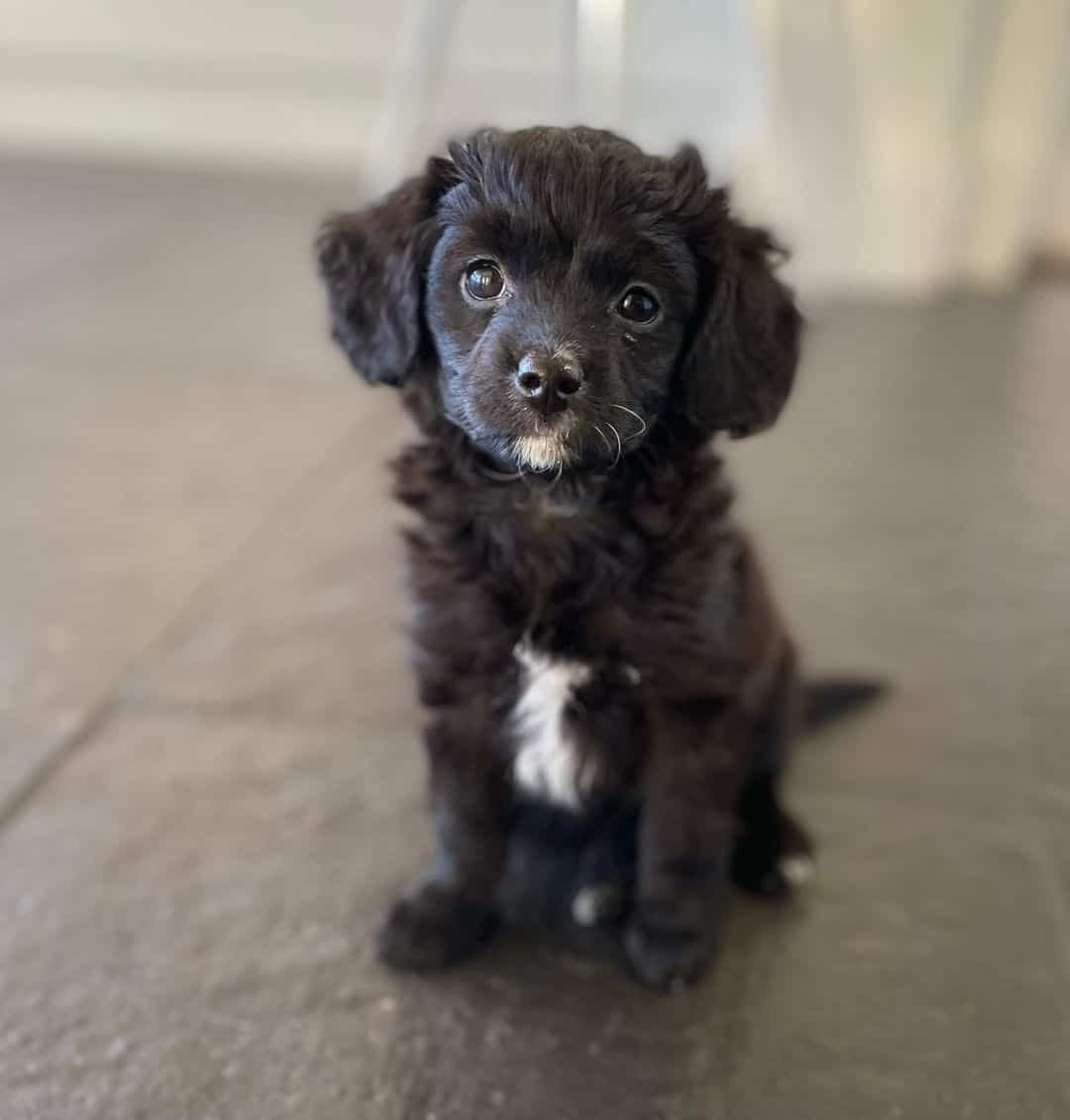 black cavapoo sitting on floor