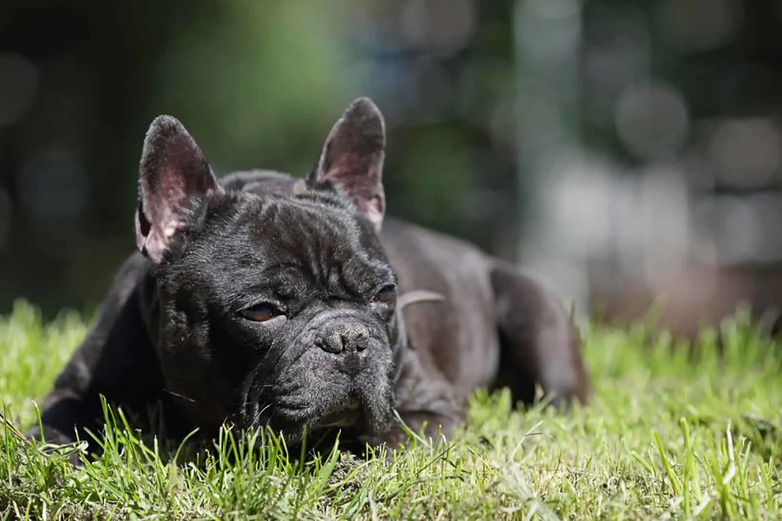 black french bulldog lying down in the grass
