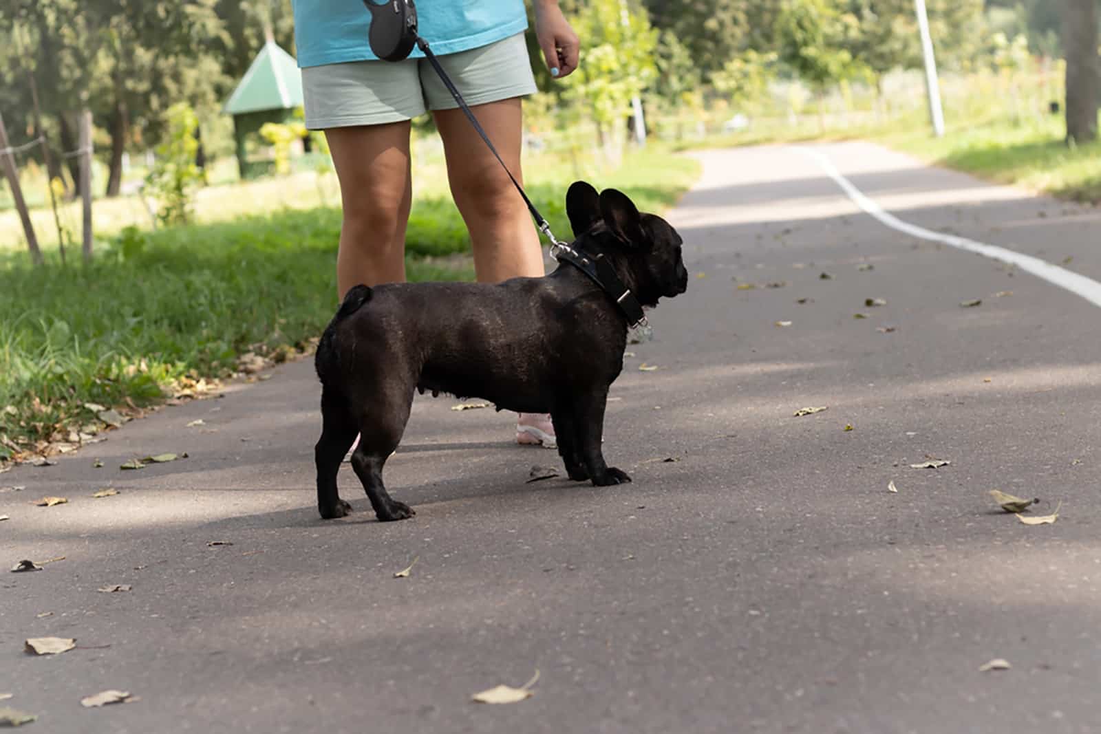 black french bulldog on a walk in the park