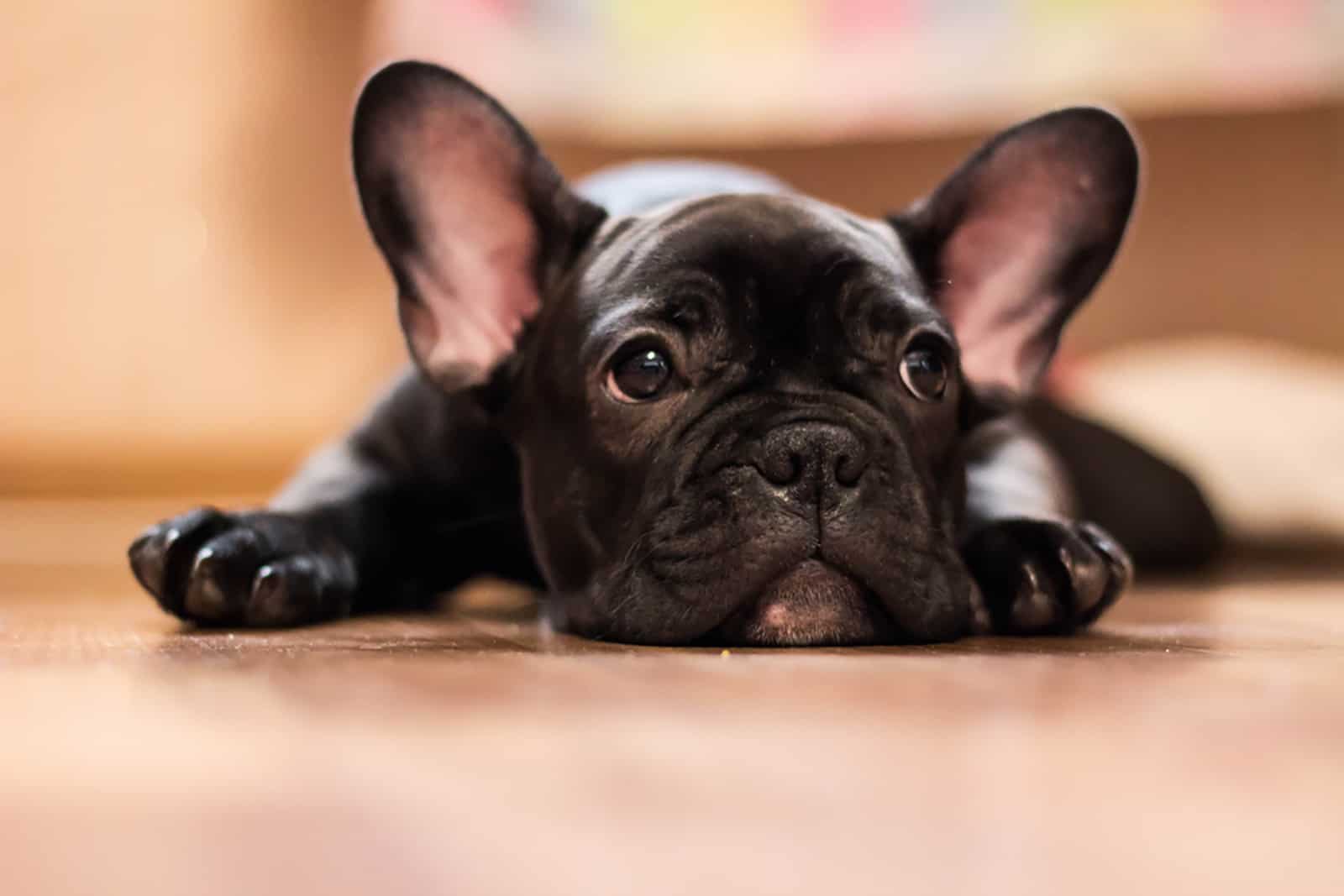 black french bulldog puppy lying on the floor