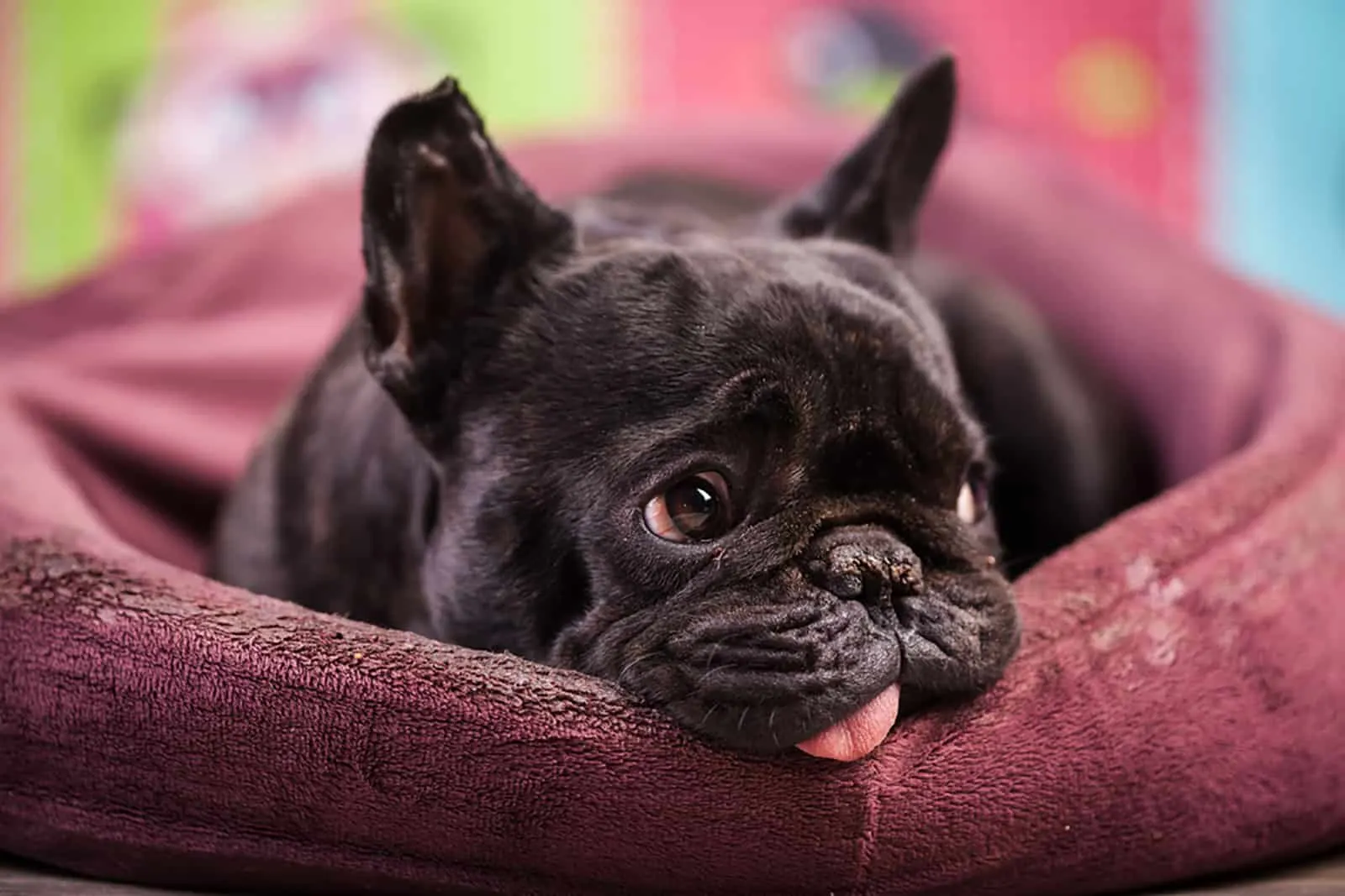 black french bulldog relaxing in bed