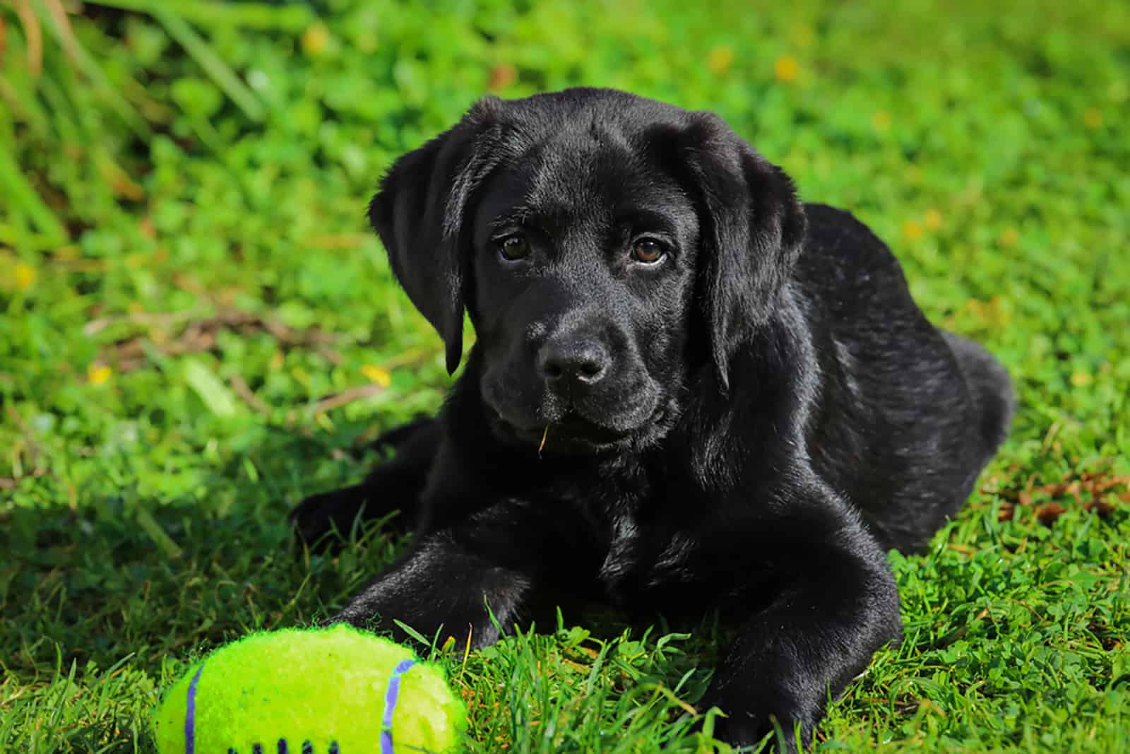 black labrador puppy on the grass in the park