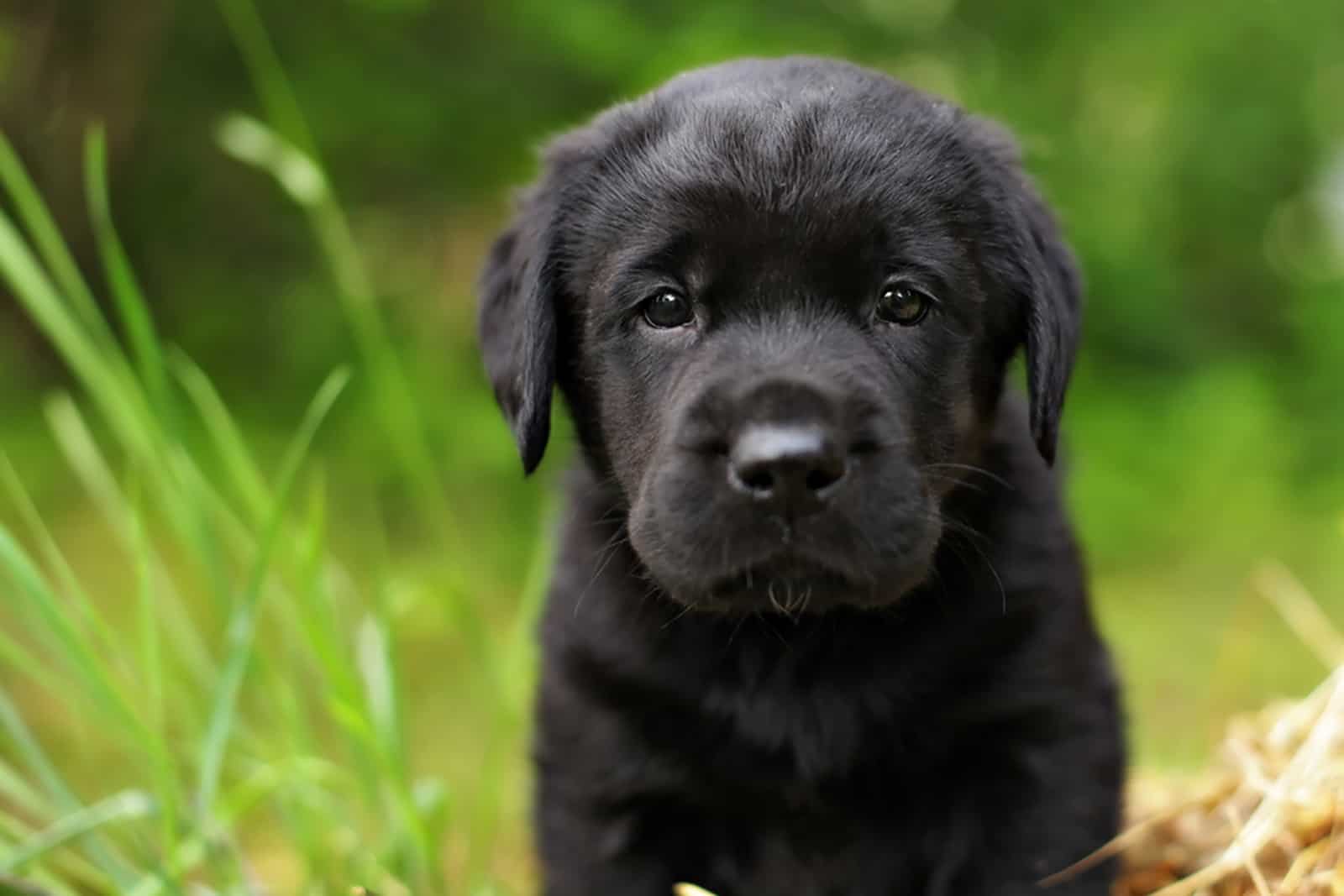 black labrador puppy in nature