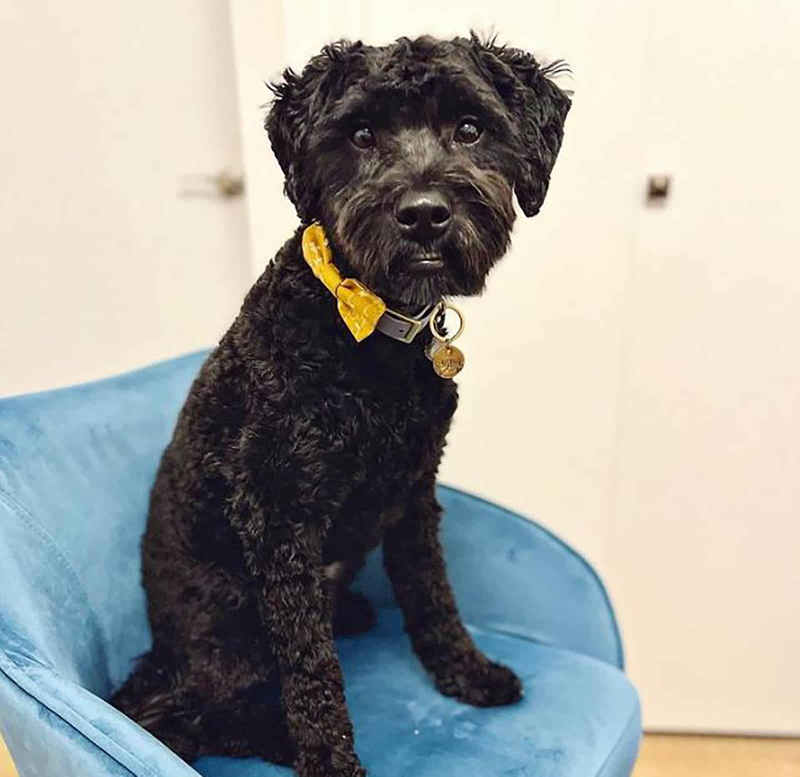 black mini whoodle dog sitting in the armchair