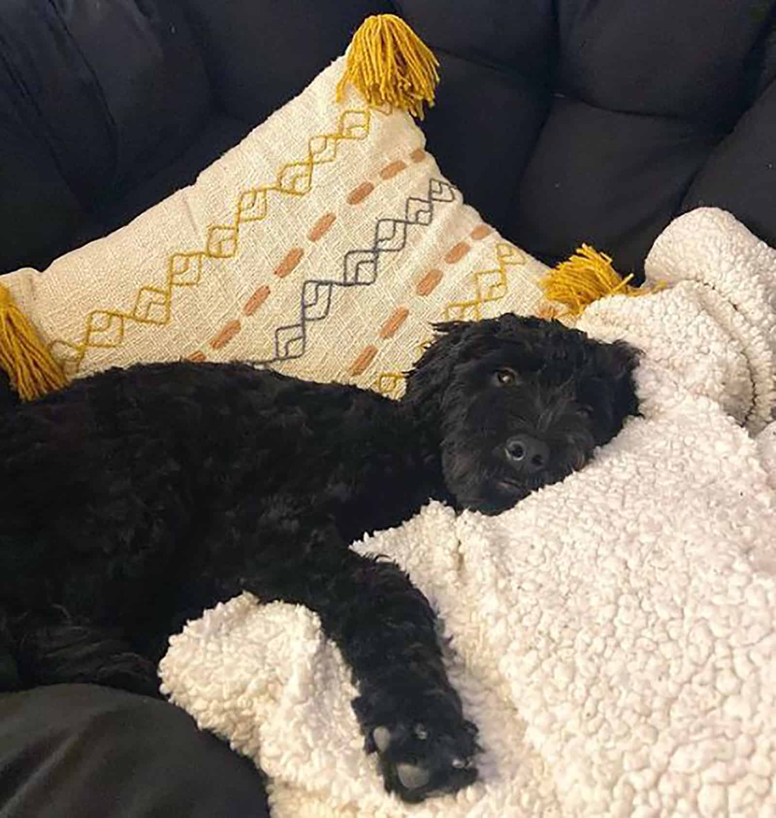 black mini whoodle lying on the couch in the living room