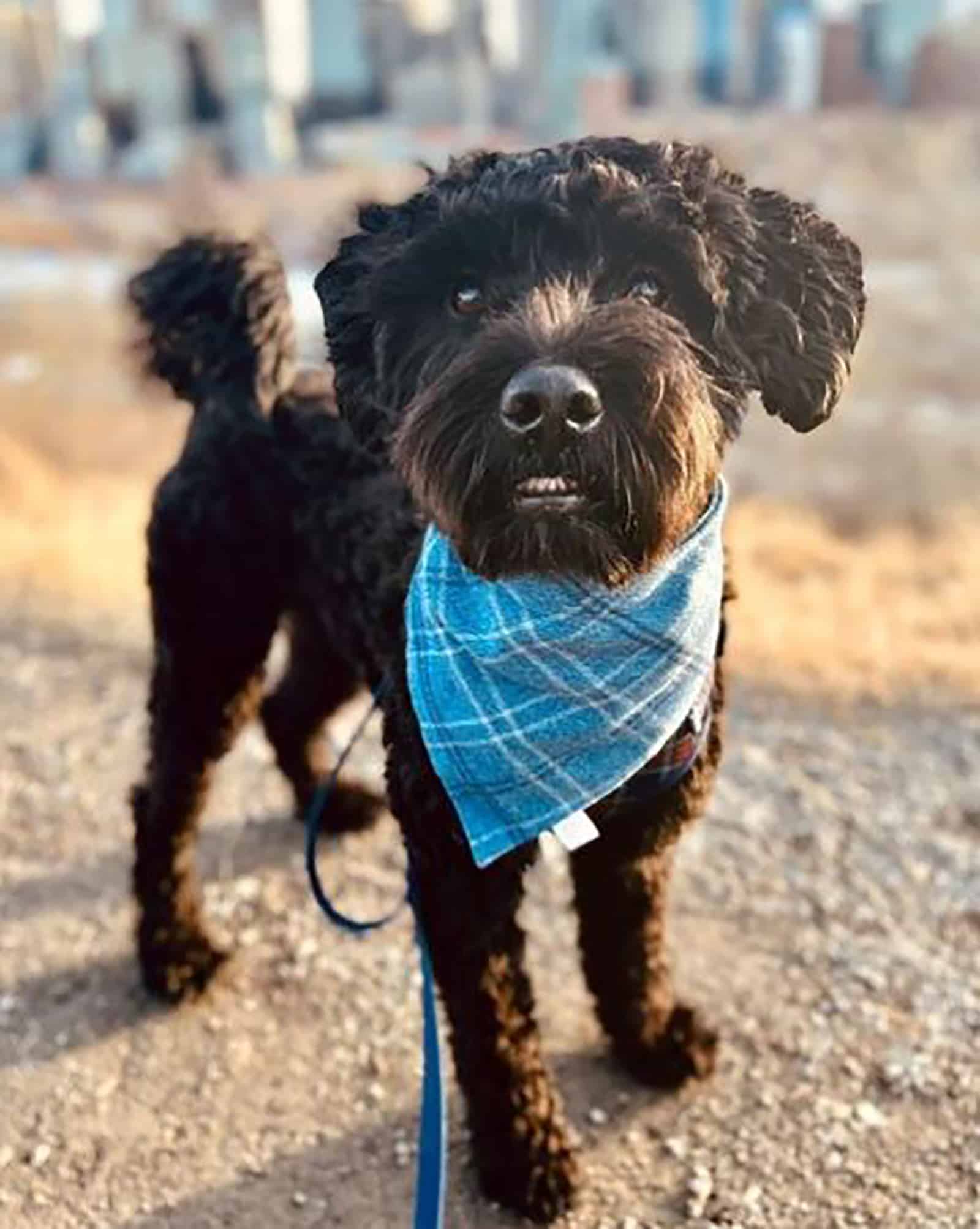 black mini whoodle standing outdoors