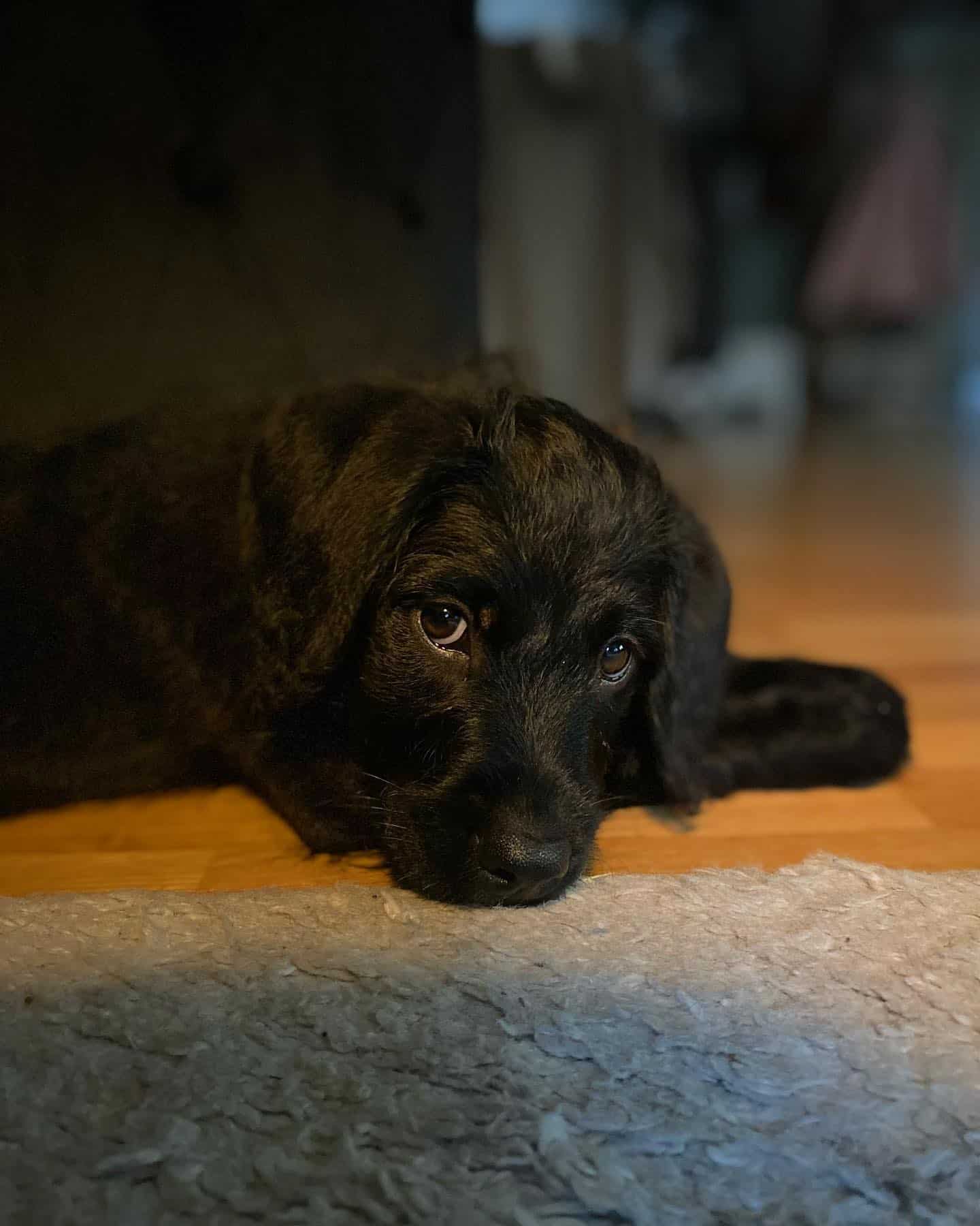 black rottie poodle on the floor