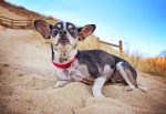 13 Rat Terrier Colors: Raturn Of The Color Wheel