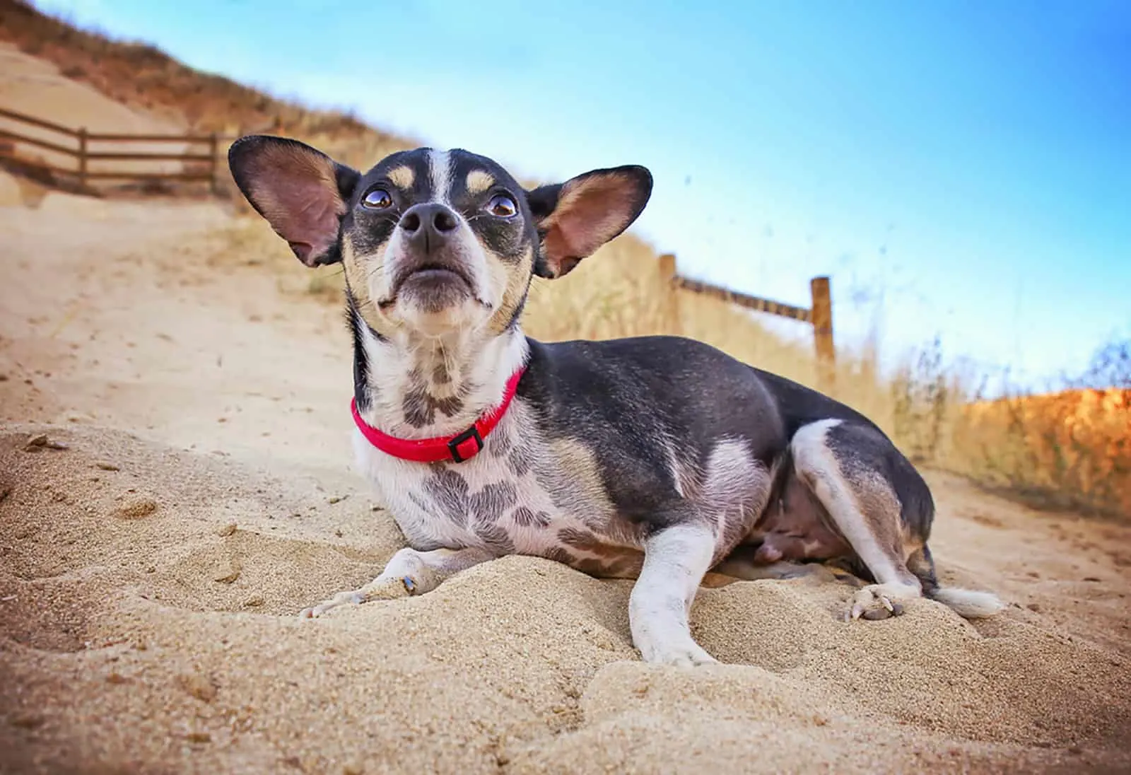 black tan rat terrier lying on the sand