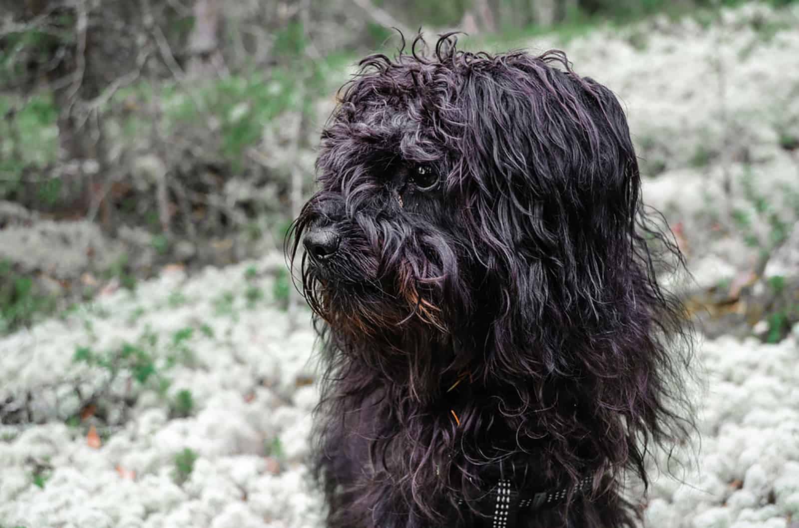 black yorkiepoo dog in the garden