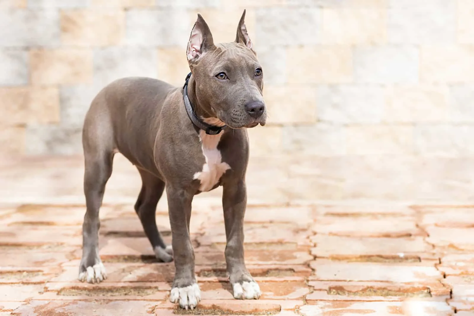 blue american staffordshire terrier puppy with cropped ears