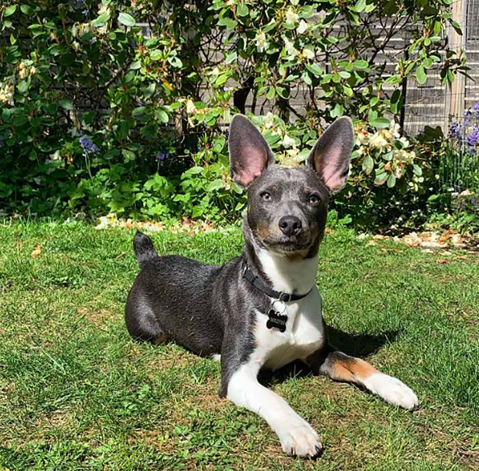 blue fawn rat terrier lying in the lawn