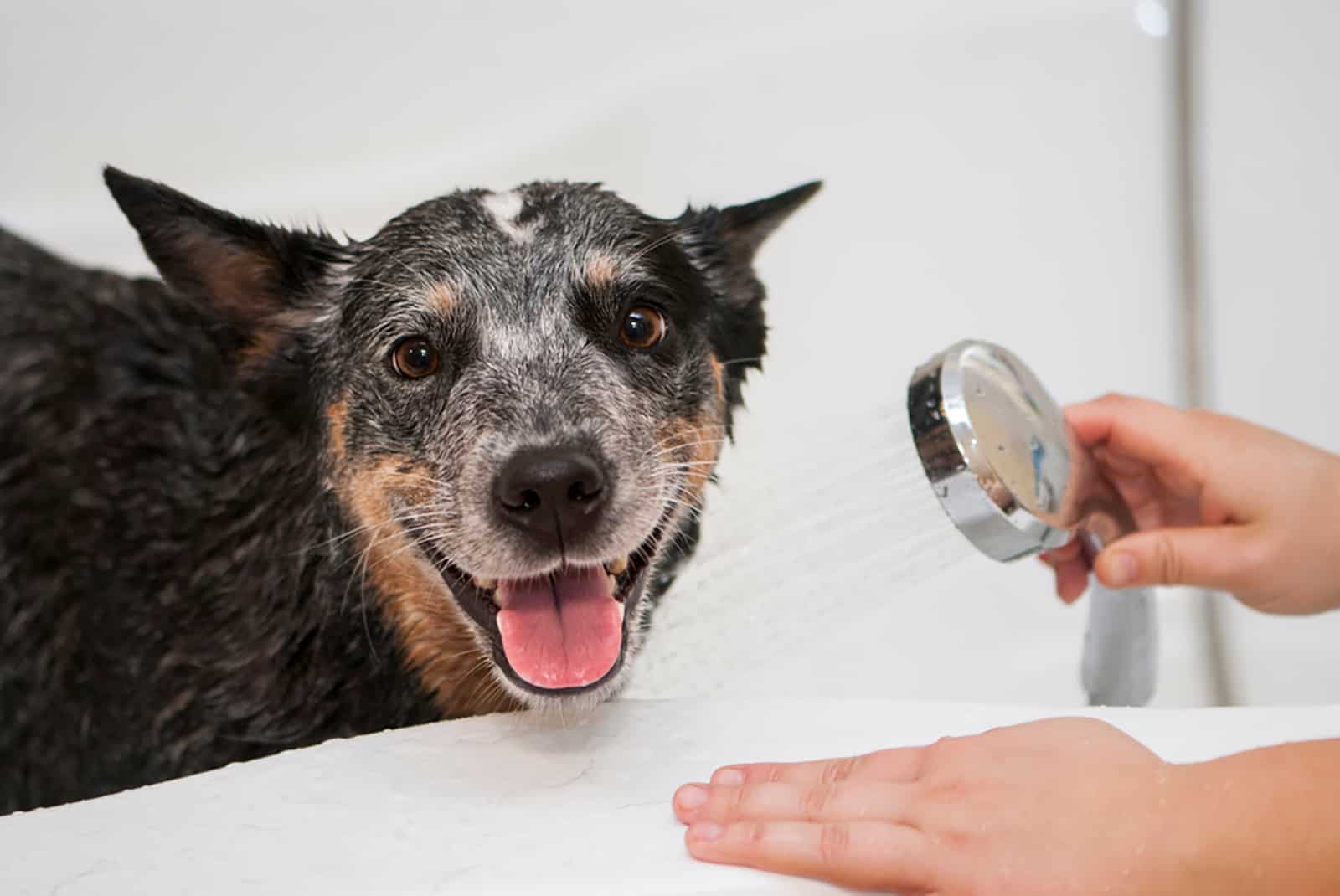 blue heeler dog having bath at home