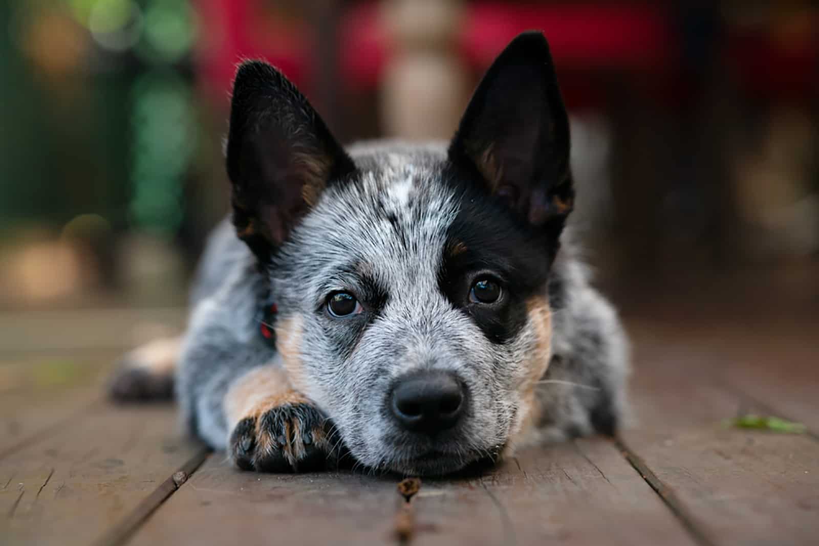 blue heeler dog lying on the wooden floor