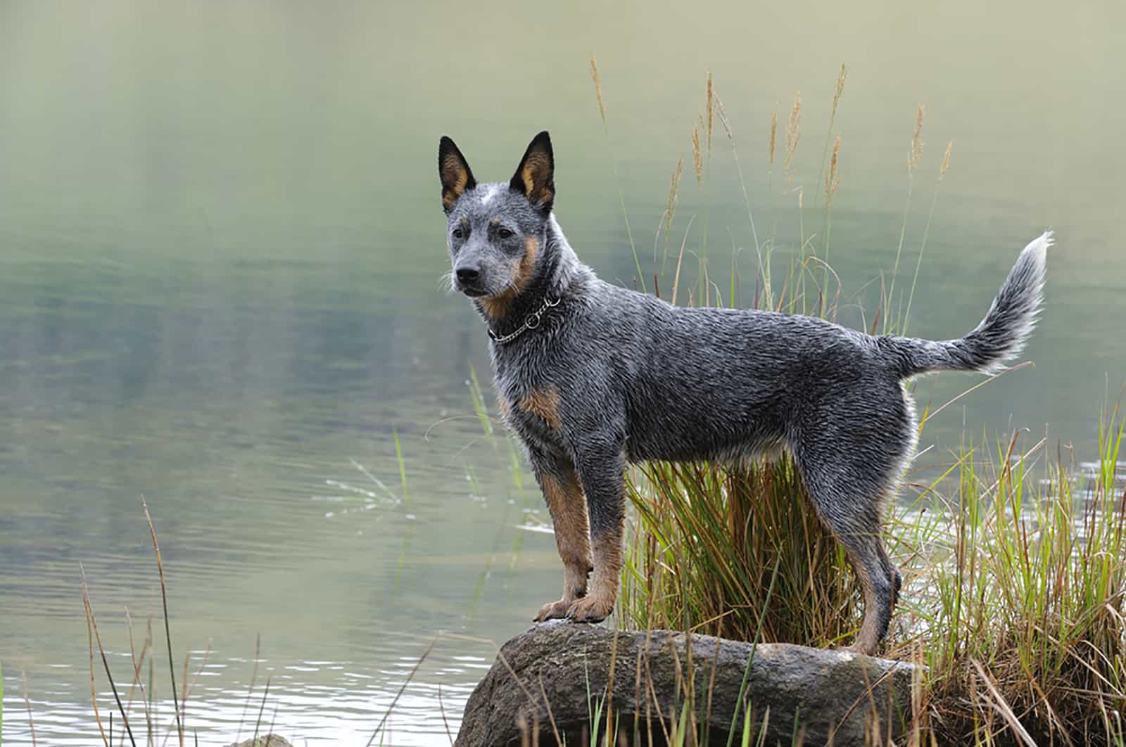 blue heeler dog standing on the rock