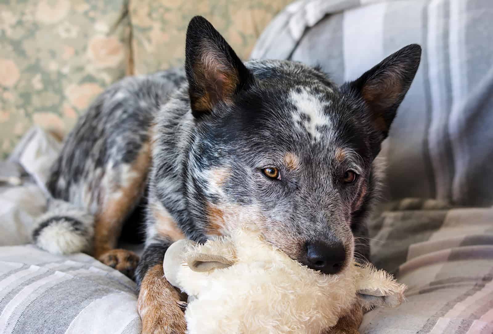 blue heeler laying on a couch with a soft toy