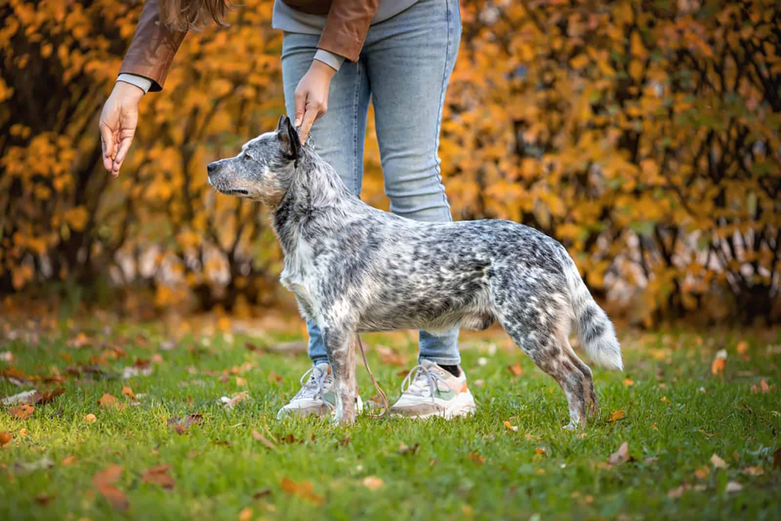 blue heeler performing obedience with owner in the park