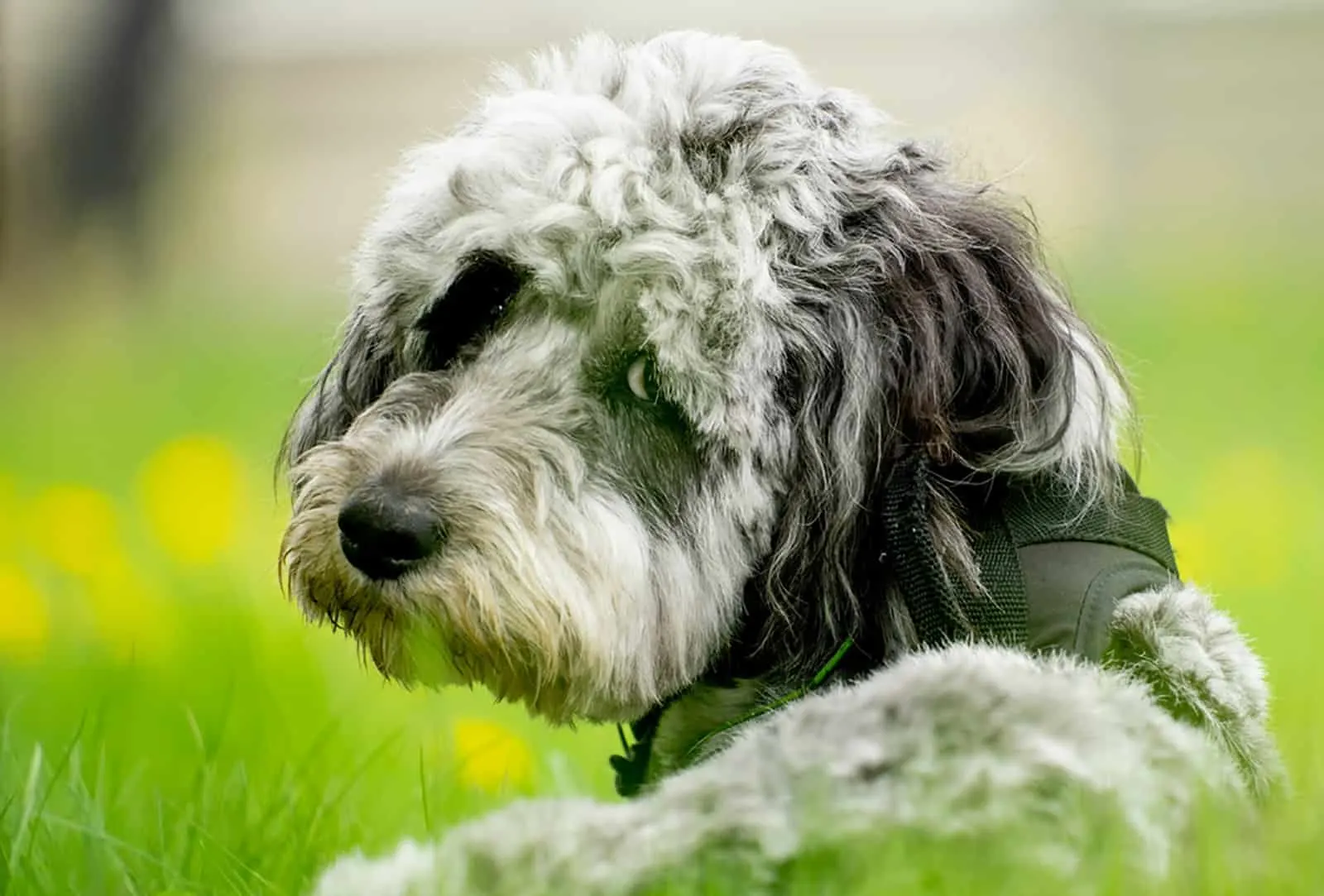 blue merle aussiedoodle dog lying in the grass
