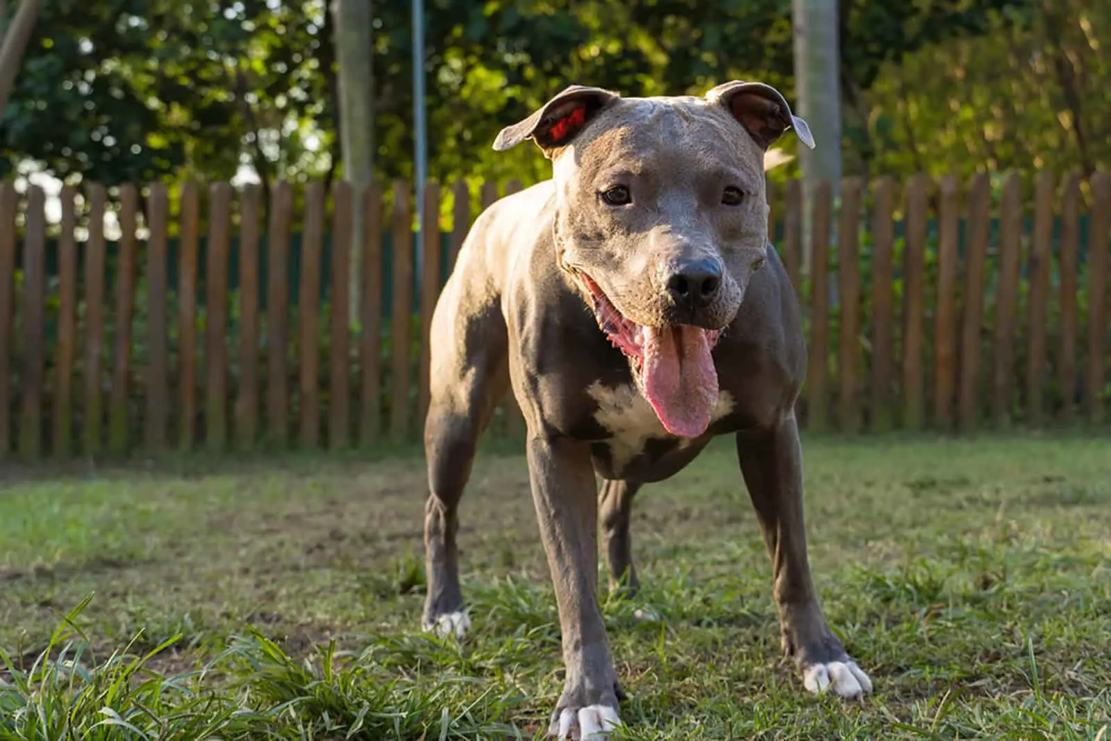 blue nose pitbull dog in the yard in sunny day