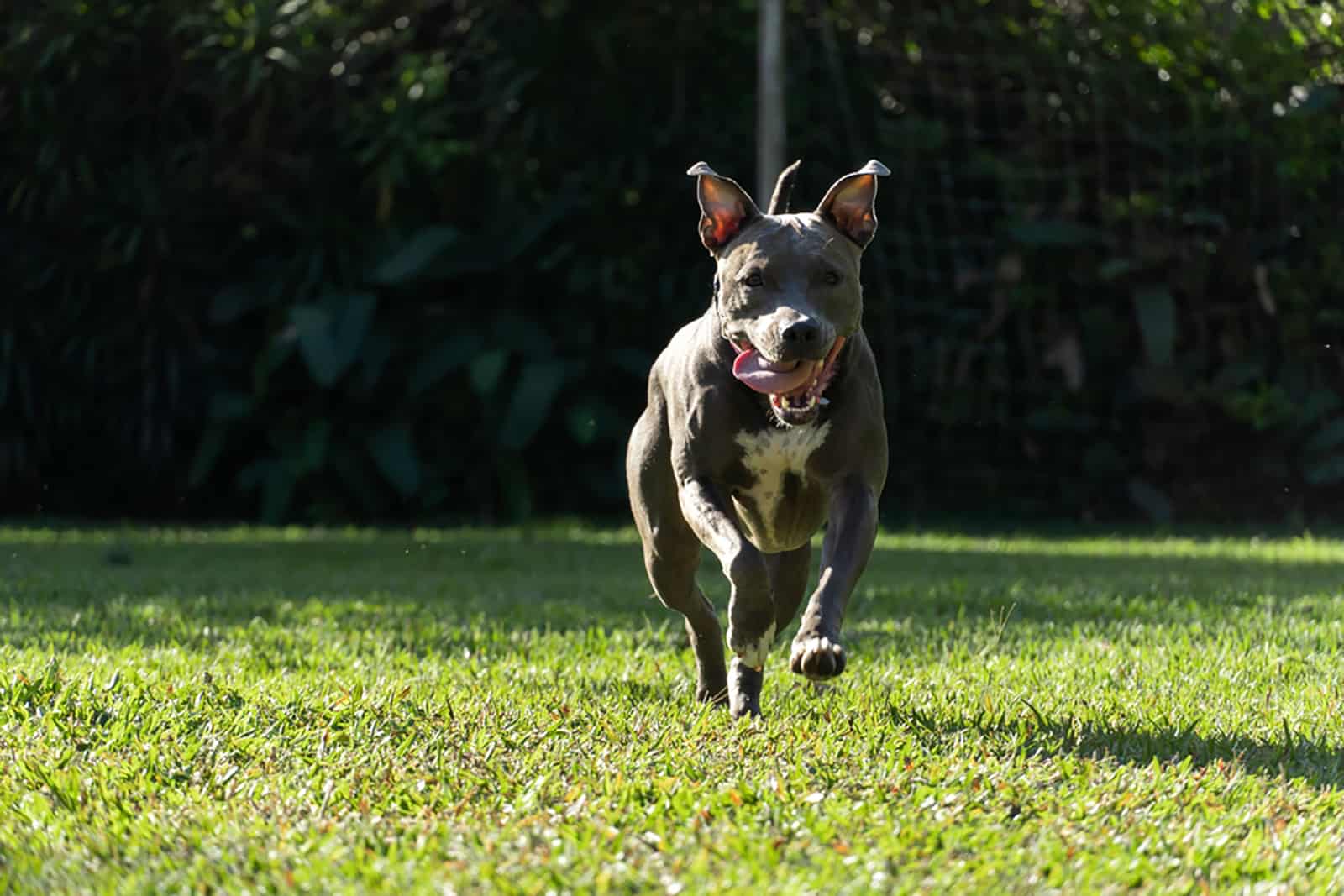 blue nose pitbull dog running in the grassy field
