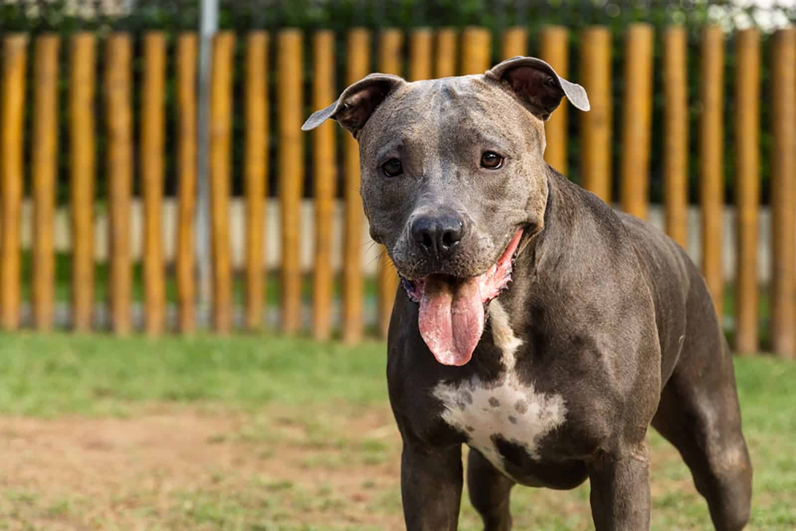 blue nose pitbull dog standing on the grass in the yard