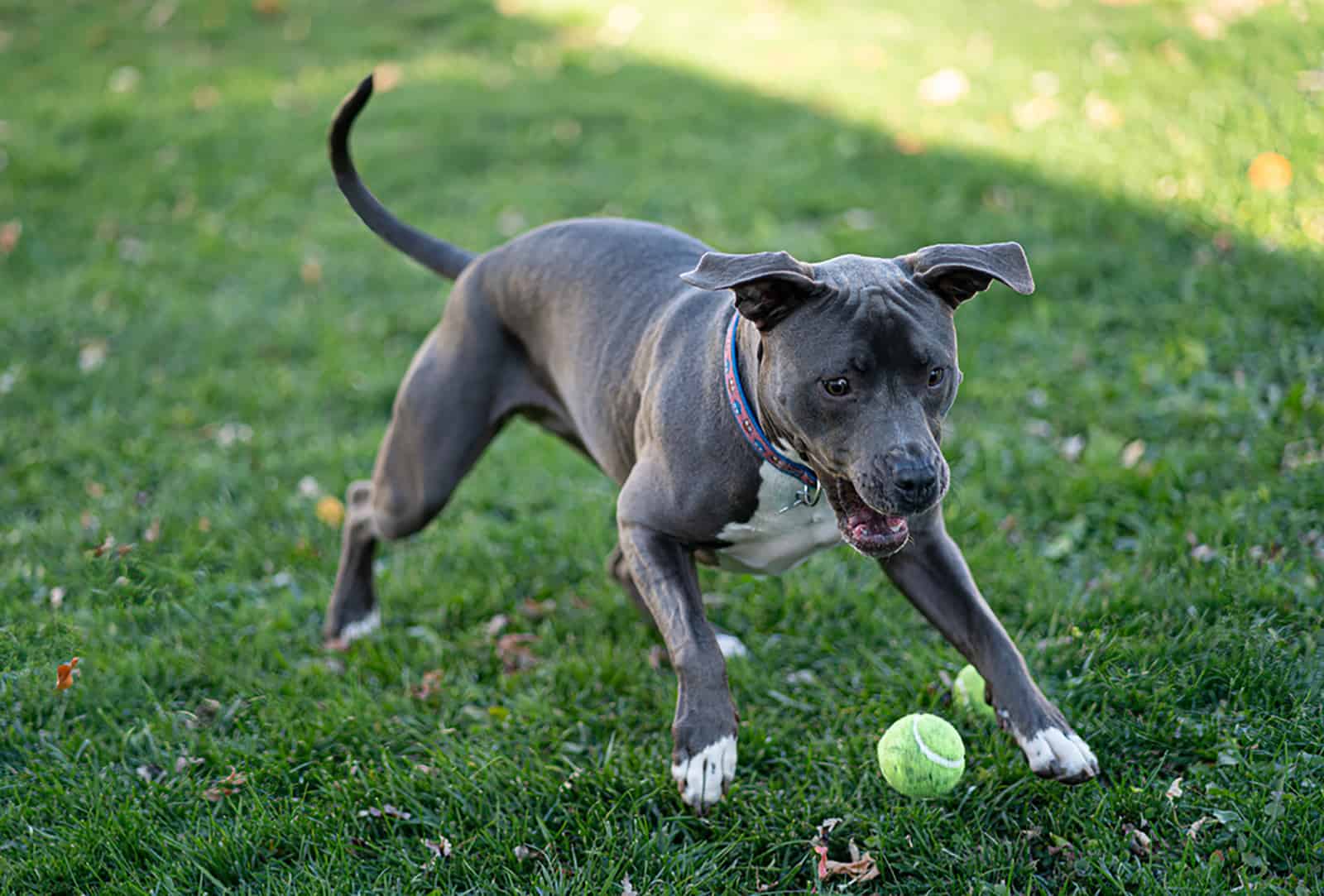 blue nose pitbull puppy playing with a tennis ball in the park