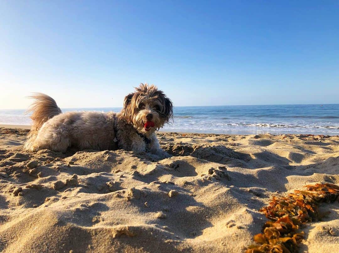 bordoodle at the beach