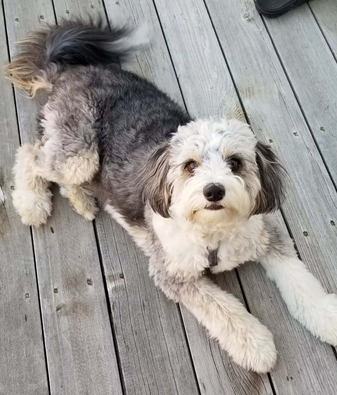 bordoodle dog