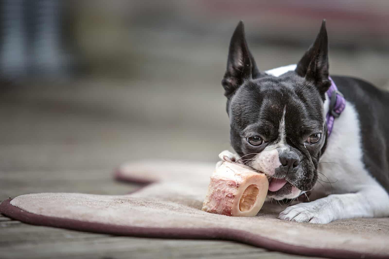 boston terrier chewing a bone on his blanket