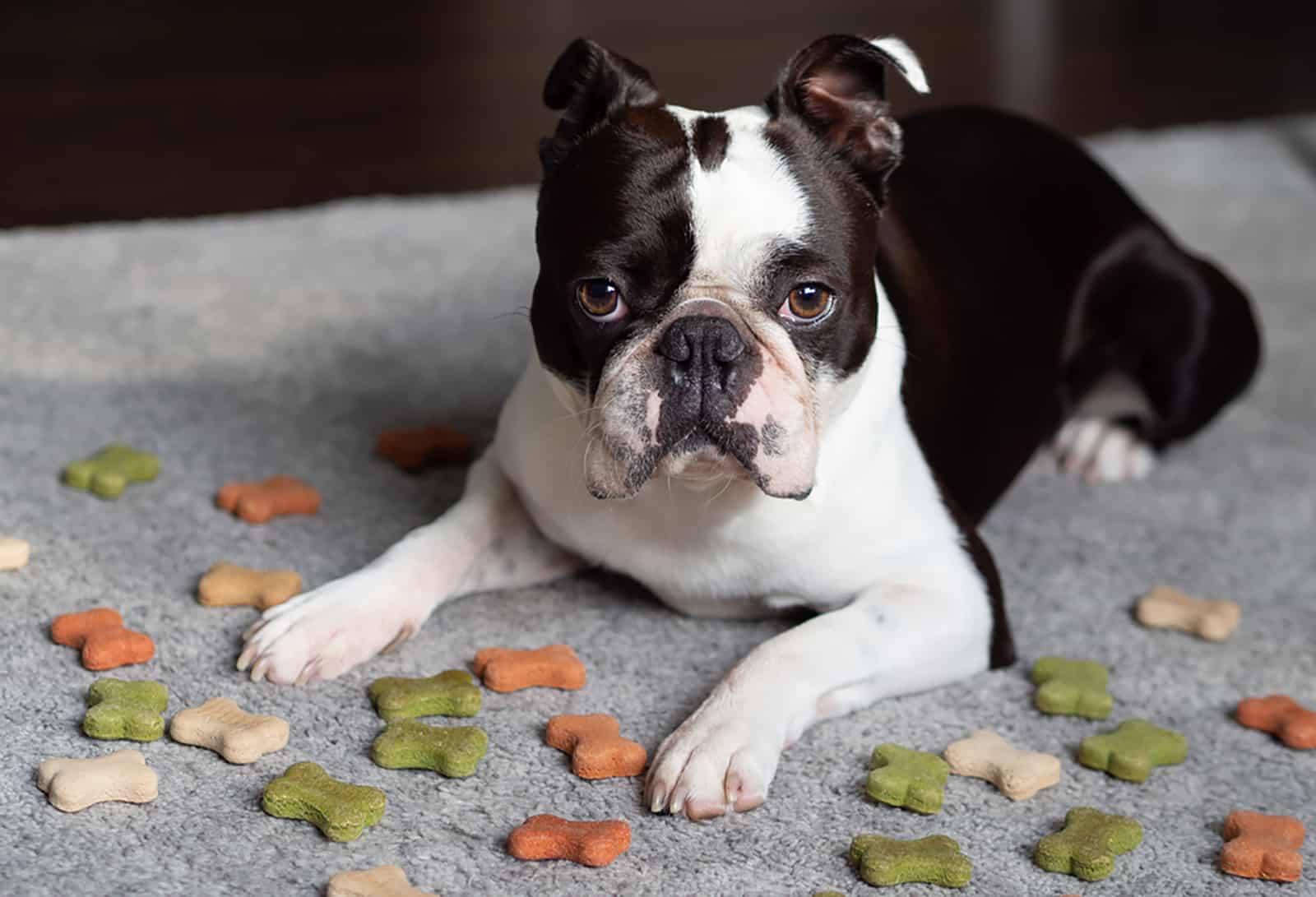 boston terrier dog laying down on the carpet with dry food on it
