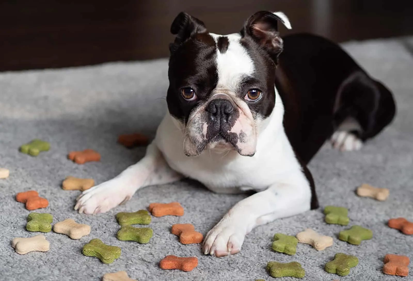 boston terrier dog laying down on the carpet with dry food on it
