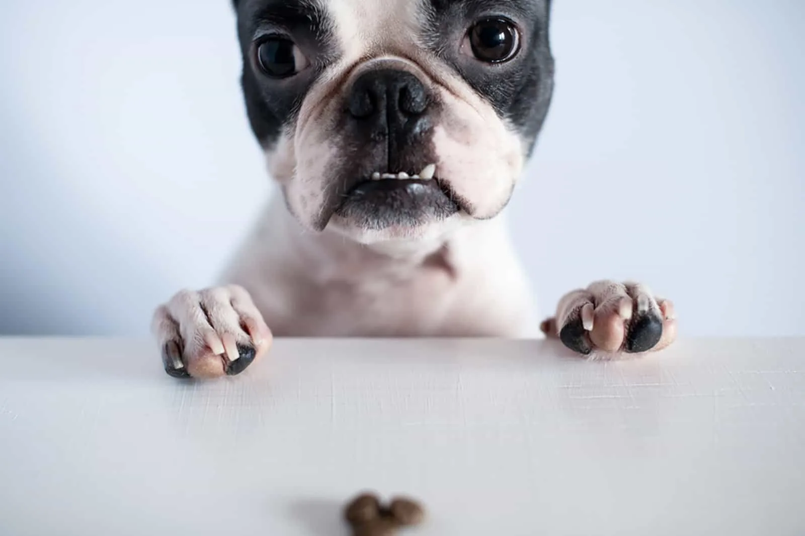 boston terrier dog looking on the table and putting pawn on it