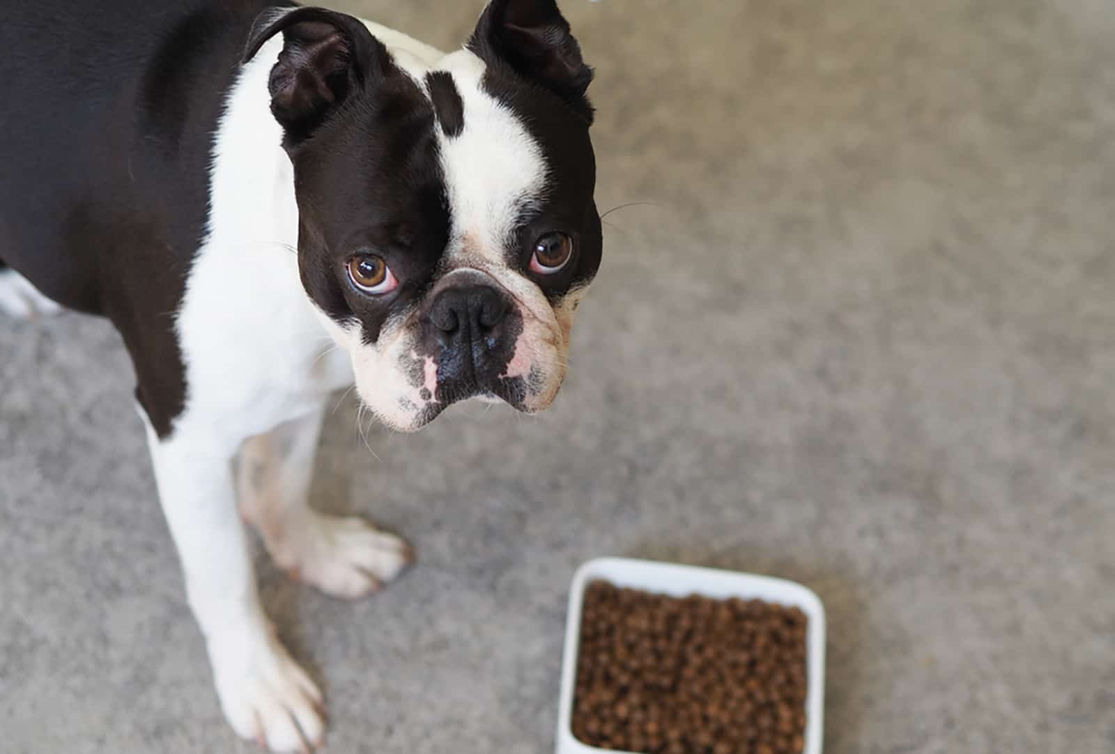 boston terrier dog standing beside bowl with food