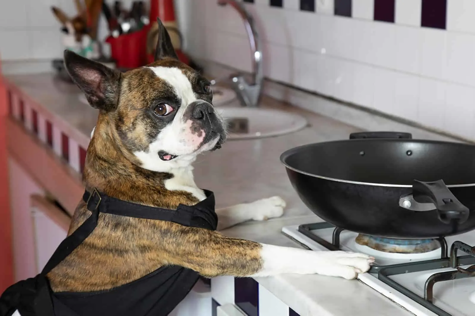 boston terrier in a kitchen