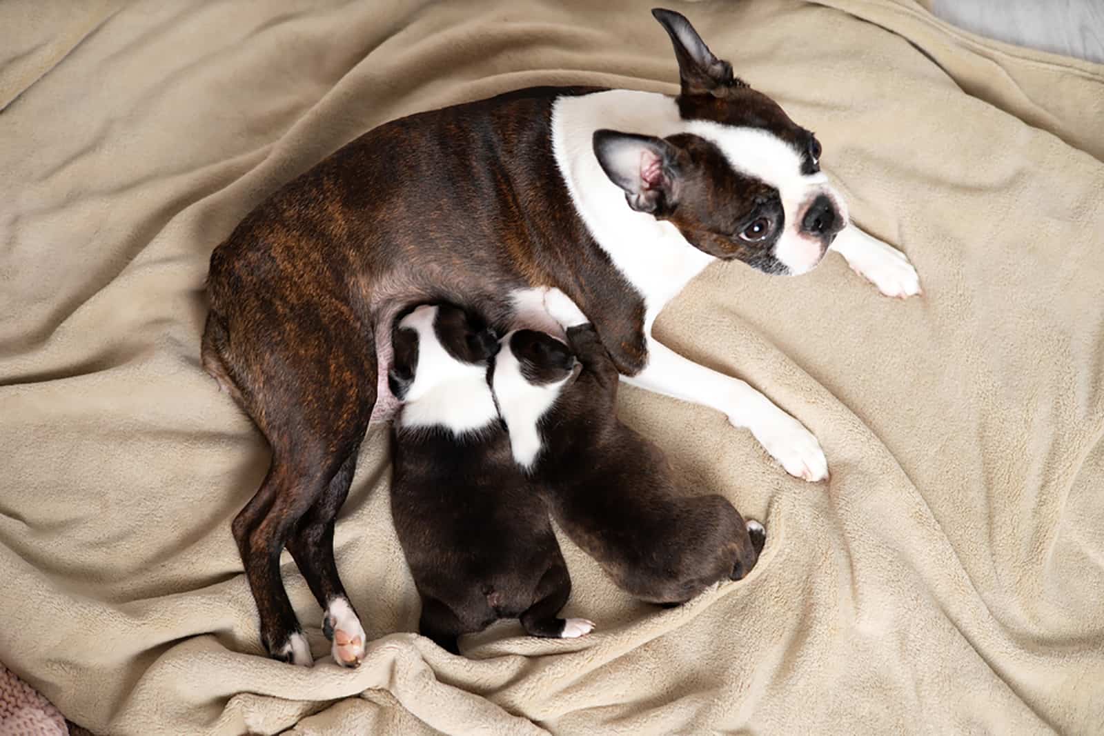 boston terrier mom dog feeding puppies on bed