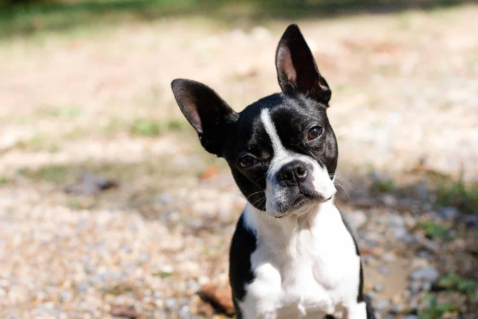 boston terrier puppy sitting outdoors