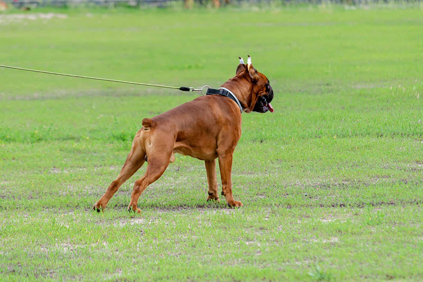 boxer dog with cropped ears and docked tail standing on the grass