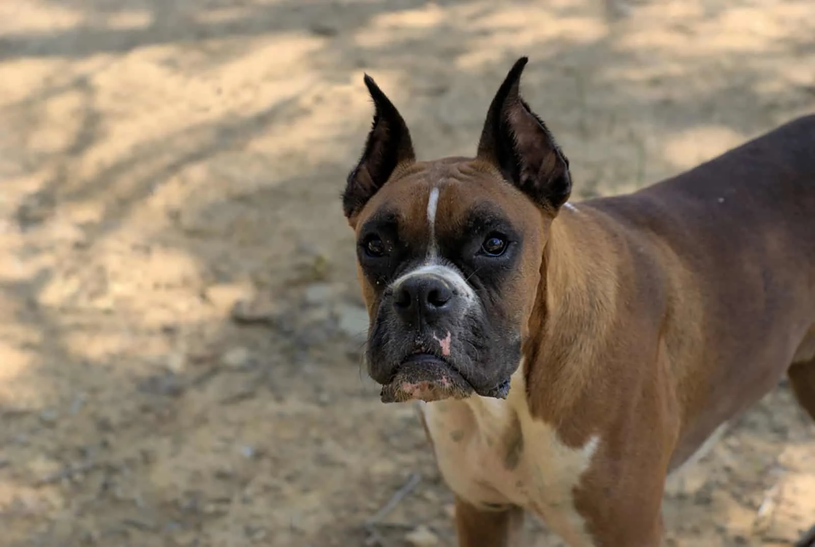 boxer dog with cropped ears