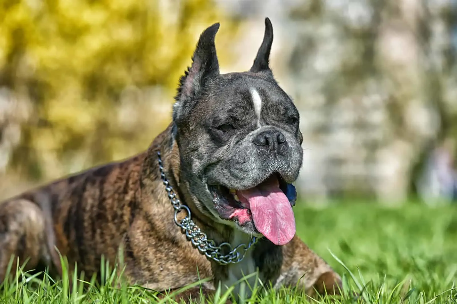 boxer with cropped ears lying on the grass in the park