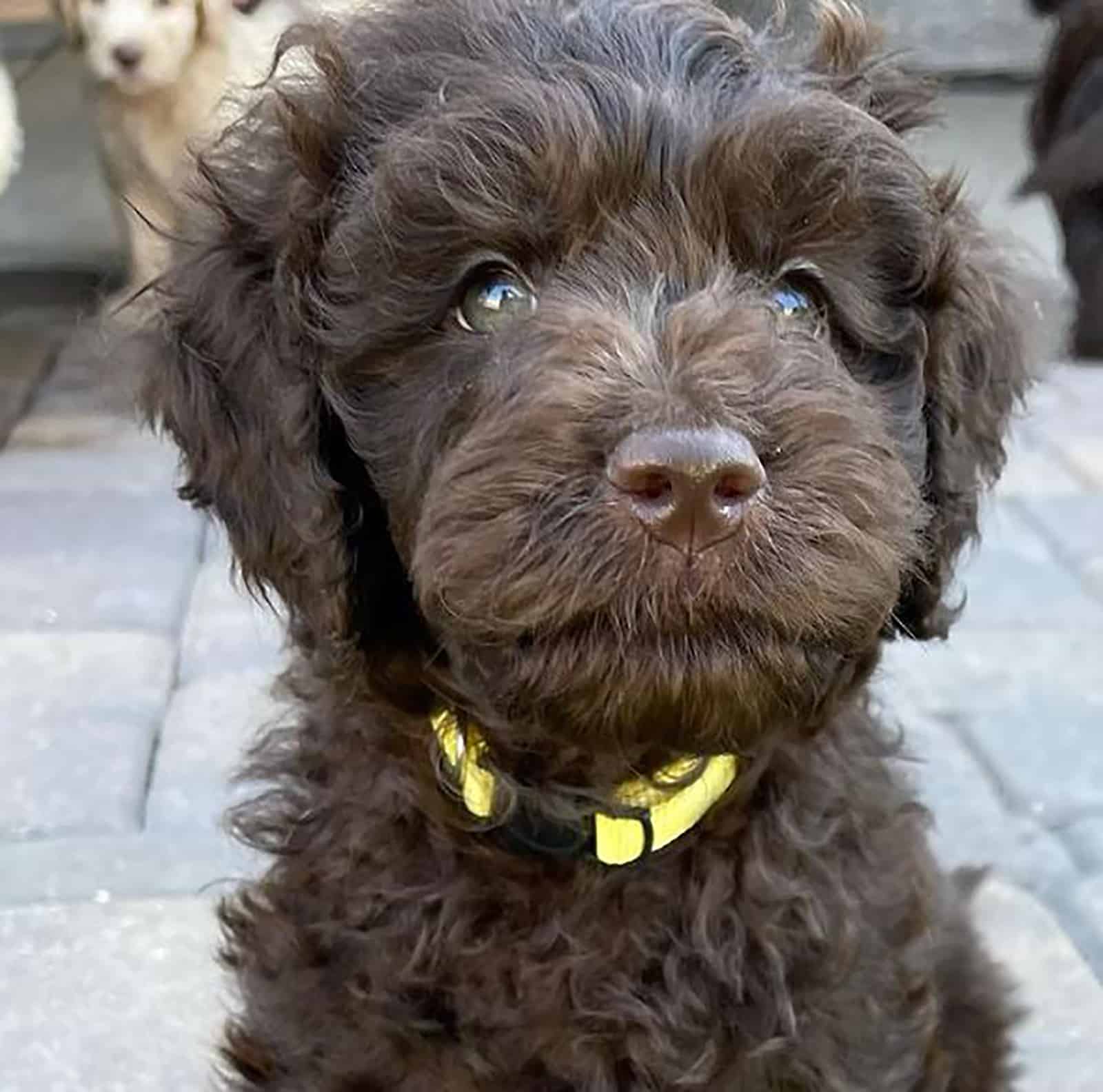 brown mini cavapoo puppy sitting outdoors