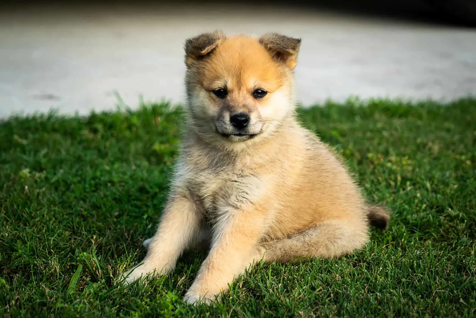 brown pomsky puppy sitting in the grass