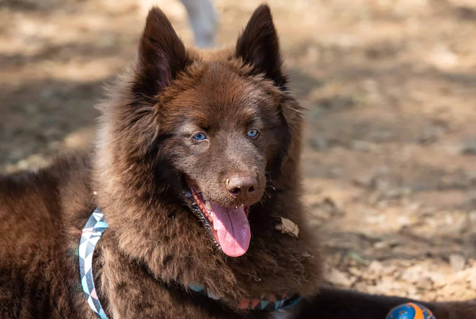 brown pomsky with blue eyes lying down in the park