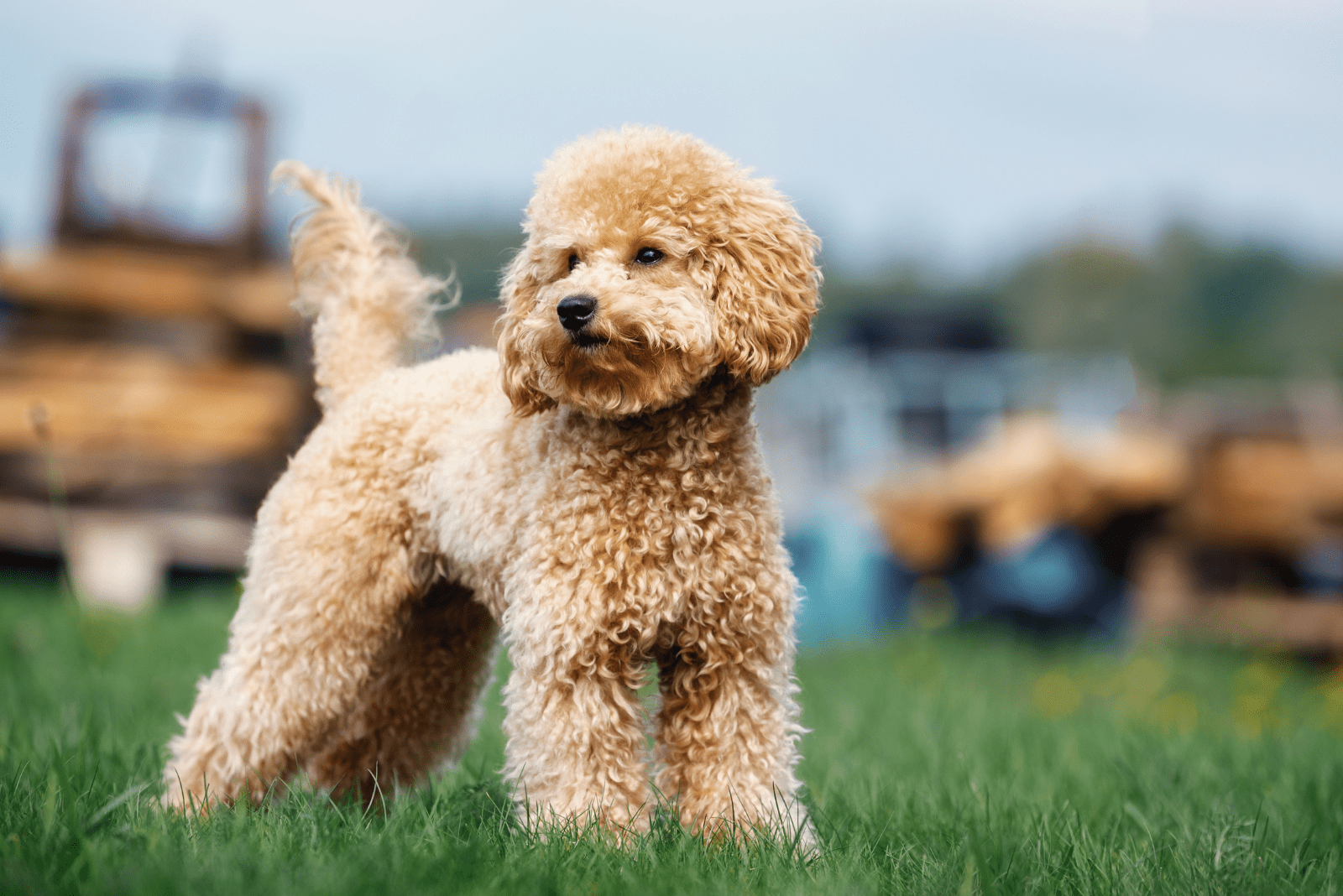 brown poodle on the lawn looking around