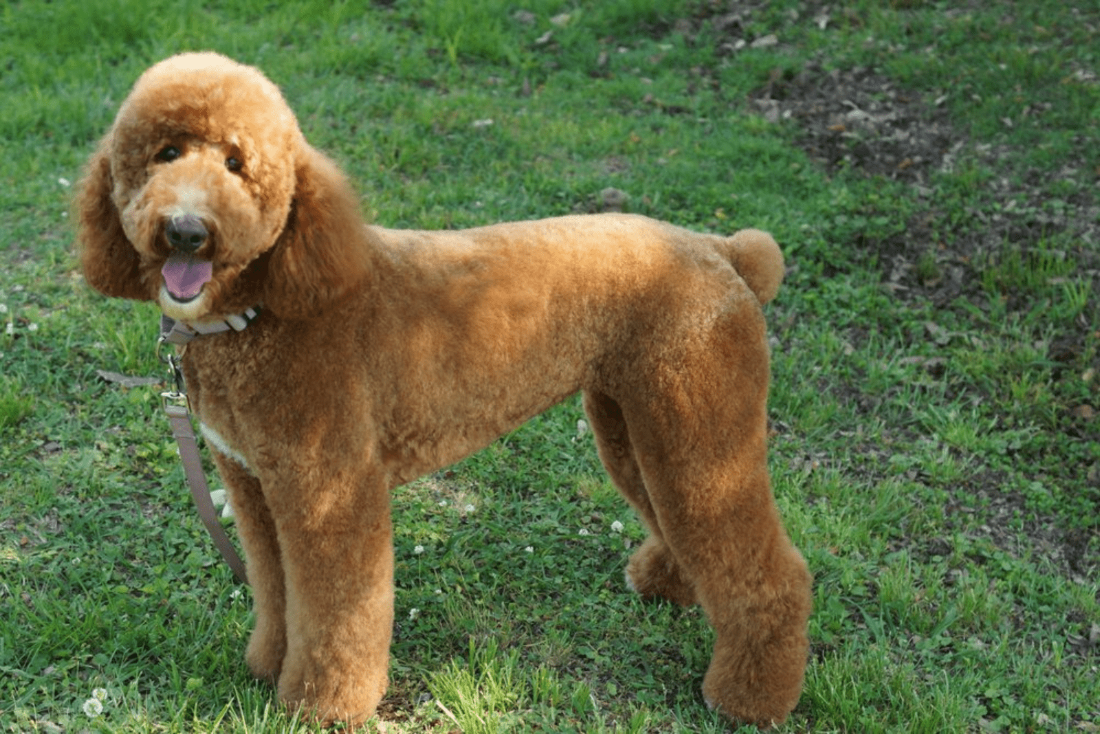 brown poodle standing and looking at the camera