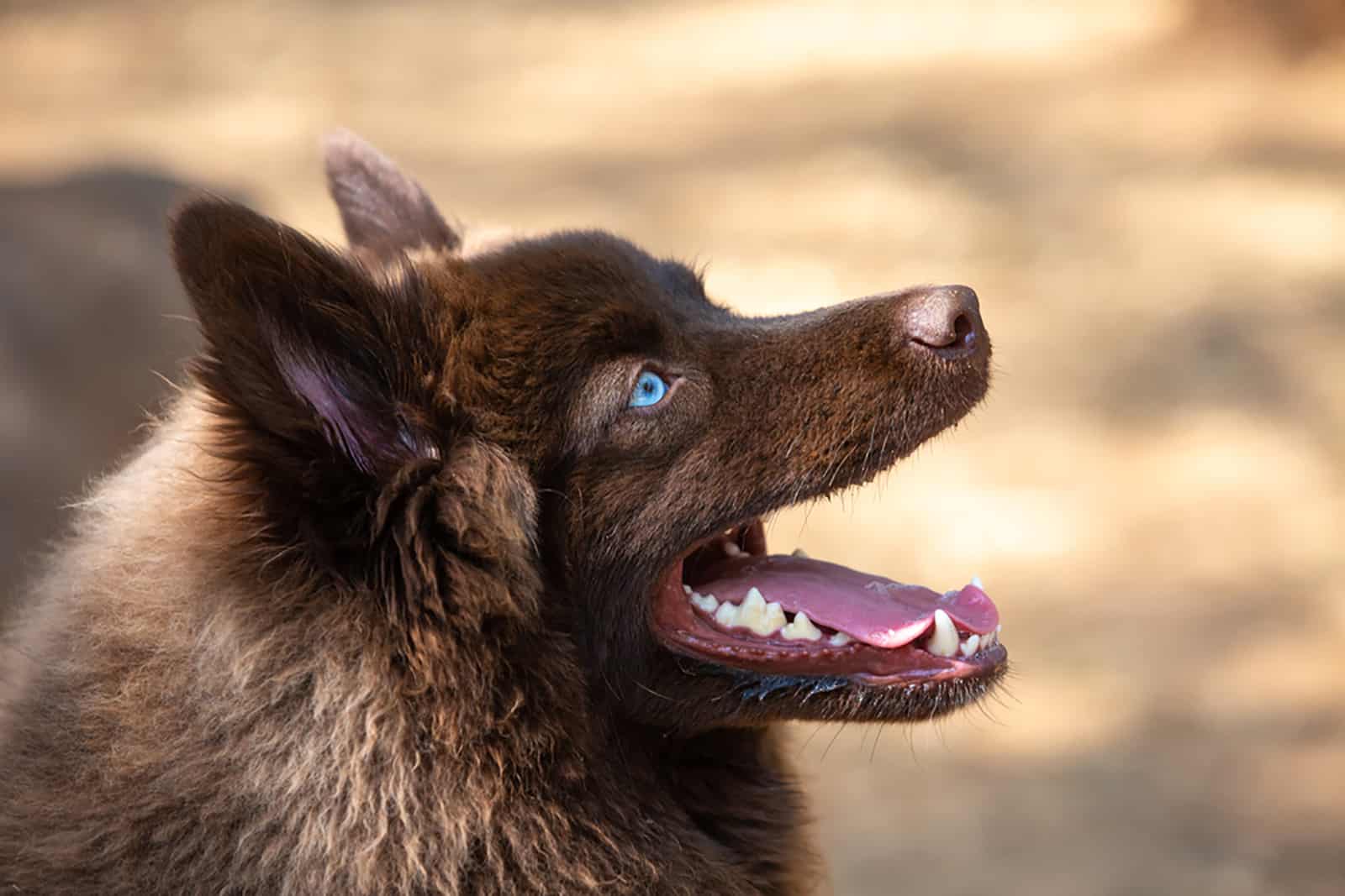 brown pumsky dog playing outdoors