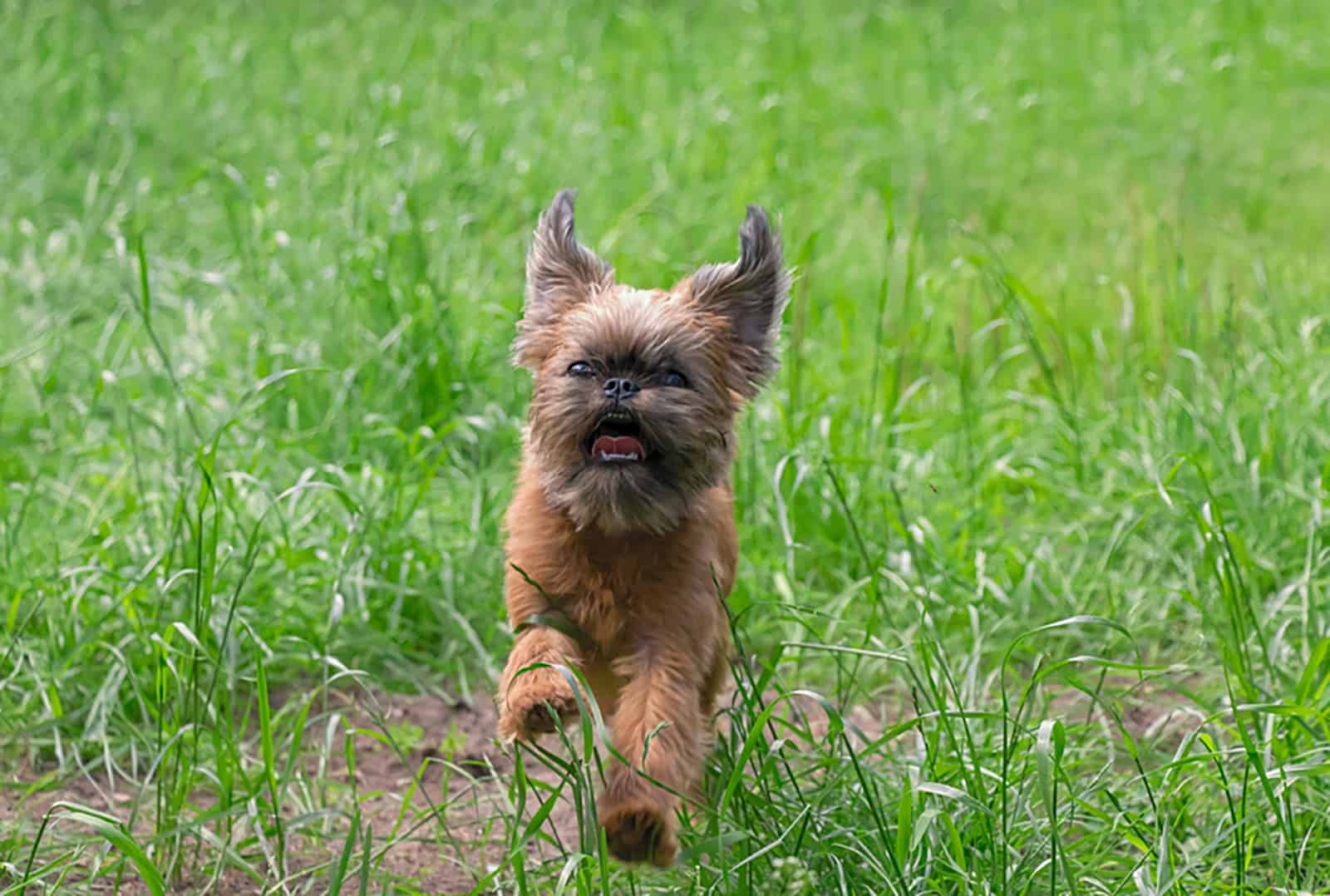 brussels griffon dog running in the park